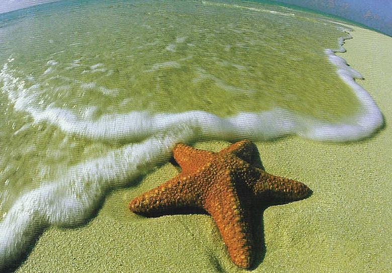 starfish11